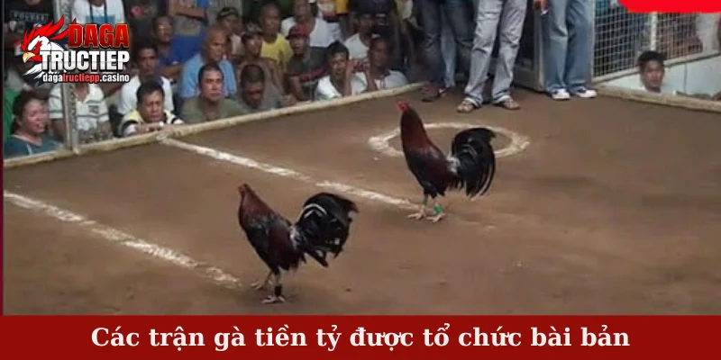 Các Trận Gà Tiền Tỷ Rực Lửa – So Tài Đỉnh Cao Sư Kê Việt 3 Các trận gà tiền tỷ được tổ chức bài bản