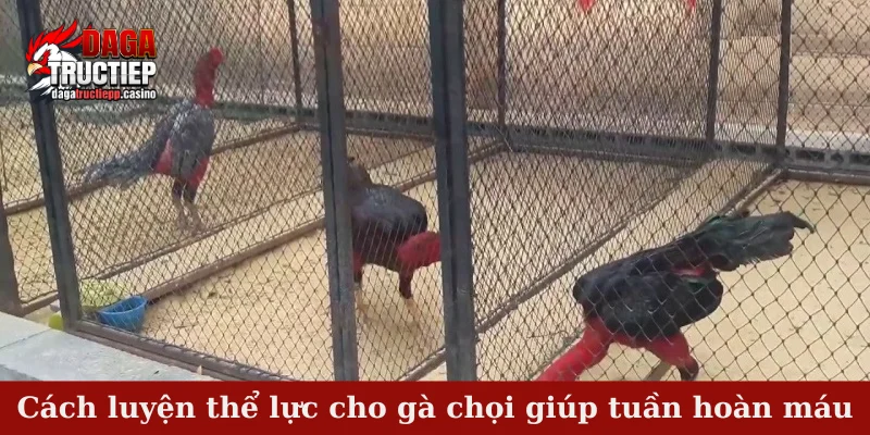 Cách Luyện Thể Lực Cho Gà Chọi Hiệu Quả, Bền Sức 2 Cách luyện thể lực cho gà chọi giúp tuần hoàn máu