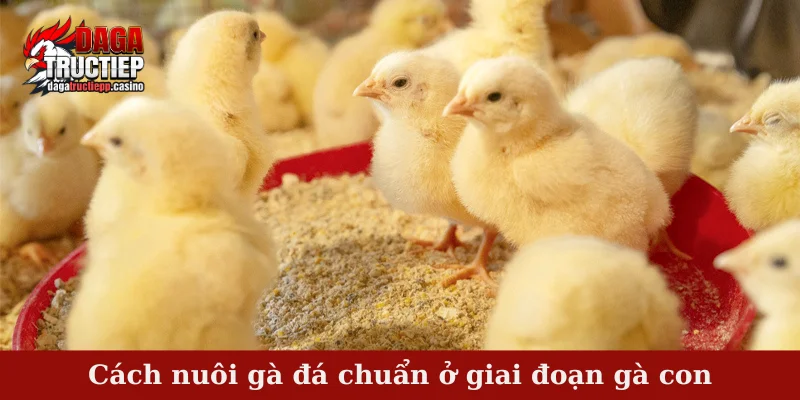 Cách Nuôi Gà Đá Hiệu Quả Theo Bí Quyết Của Sư Kê 3 Cách nuôi gà đá chuẩn ở giai đoạn gà con