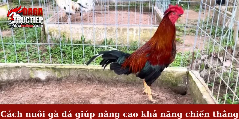 Cách Nuôi Gà Đá Hiệu Quả Theo Bí Quyết Của Sư Kê 2 Cách nuôi gà đá giúp nâng cao khả năng chiến thắng