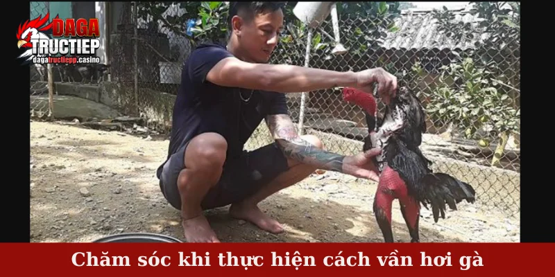 Cách vần hơi gà - Bài tập quan trọng trong nuôi gà đá 4 Chăm sóc khi thực hiện cách vần hơi gà