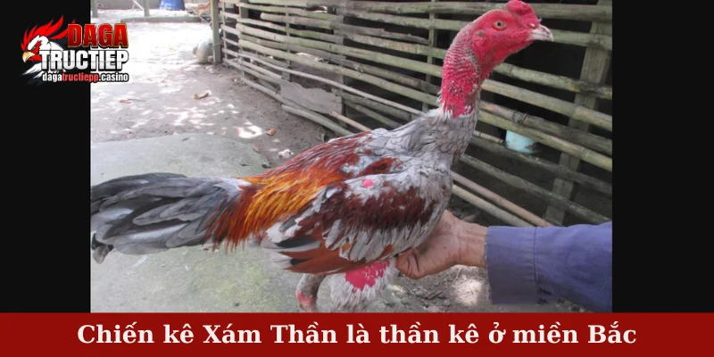 Chiến Kê Xám Thần – Huyền Thoại Bất Bại Đất Bắc Vang Danh 2 Chiến kê Xám Thần là thần kê ở miền Bắc