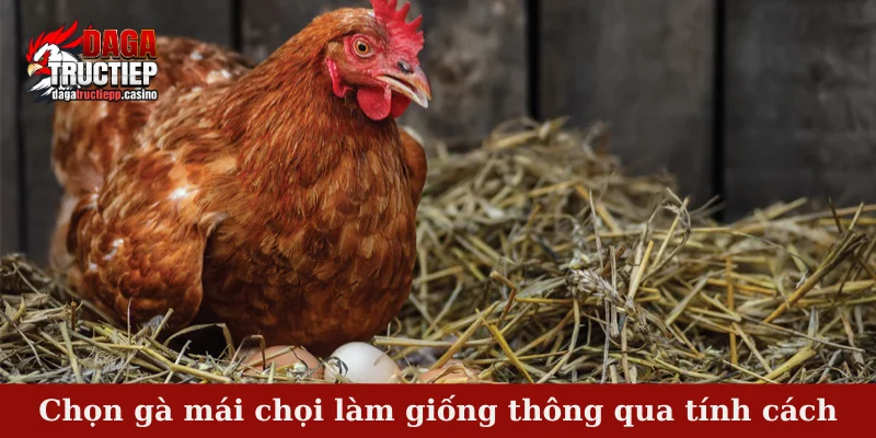 Chọn gà mái chọi làm giống - 4 mẹo nhỏ dành cho bạn 4 Chọn gà mái chọi làm giống thông qua tính cách