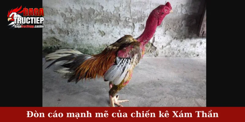 Chiến Kê Xám Thần – Huyền Thoại Bất Bại Đất Bắc Vang Danh 3 Đòn cáo mạnh mẽ của chiến kê Xám Thần