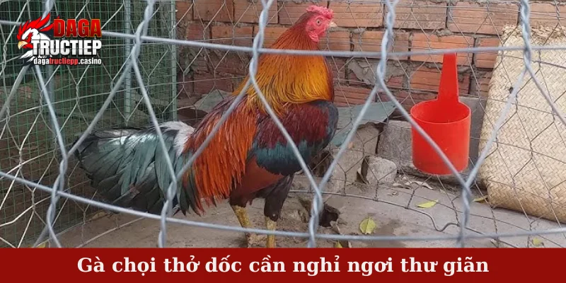 Gà chọi thở dốc - Tìm hiểu nguyên nhân và cách khắc phục 4 Gà chọi thở dốc cần nghỉ ngơi thư giãn