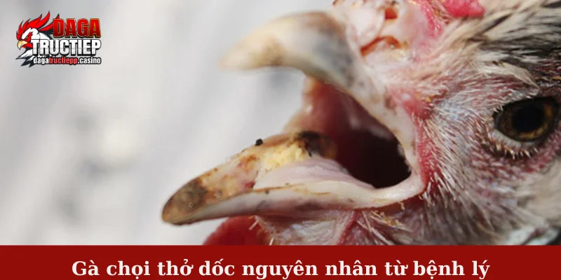 Gà chọi thở dốc - Tìm hiểu nguyên nhân và cách khắc phục 2 Gà chọi thở dốc nguyên nhân từ bệnh lý