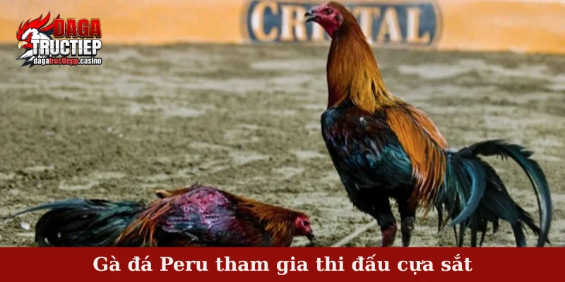 Gà Đá Peru - Giống Gà Đá Nổi Tiếng Trên Thị Trường Chọi Kê 4 Gà đá Peru tham gia thi đấu cựa sắt