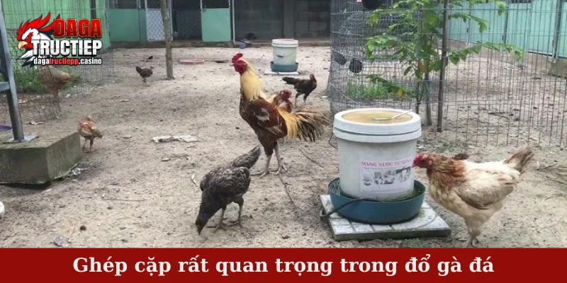Đổ Gà Đá – Bí Quyết Lai Tạo Chiến Kê Mạnh Mẽ, Máu Chiến 4 Ghép cặp rất quan trọng trong đổ gà đá