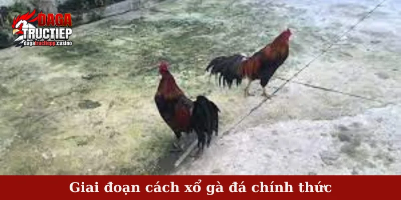 Cách Xổ Gà Đá Hiệu Quả Chuẩn Bí Quyết Sư Kê 3 Giai đoạn cách xổ gà đá chính thức