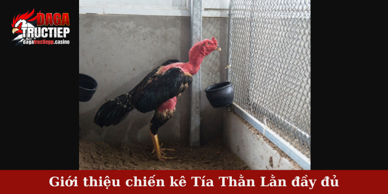 Giới thiệu chiến kê Tía Thằn Lằn đầy đủ
