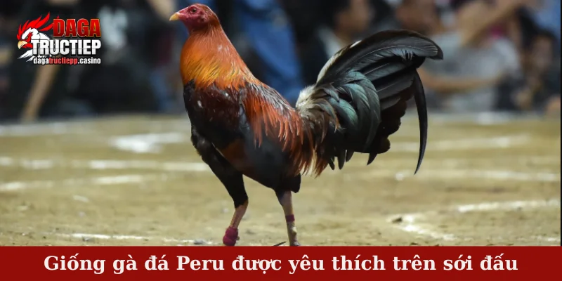 Gà Đá Peru - Giống Gà Đá Nổi Tiếng Trên Thị Trường Chọi Kê 2 Giống gà đá Peru được yêu thích trên sới đấu