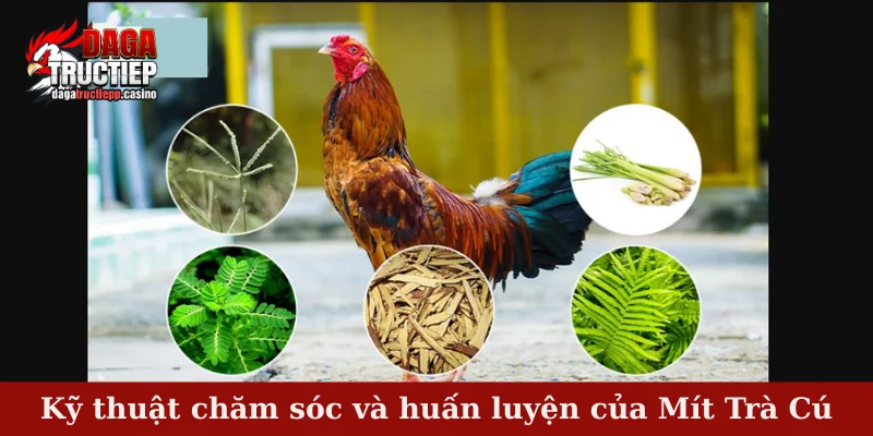 Sư Kê Mít Trà Cú – Huyền Thoại Chiến Kê Vang Danh Việt 4 Kỹ thuật chăm sóc và huấn luyện của Mít Trà Cú