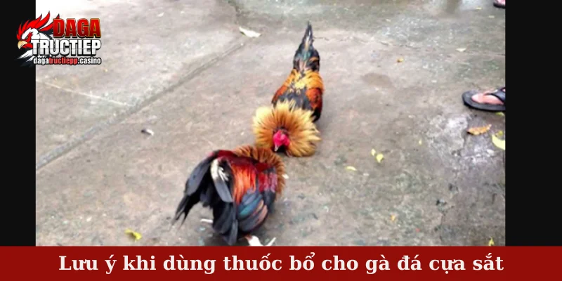 Thuốc bổ cho gà đá cựa sắt - Tổng hợp thuốc phổ biến nhất 4 Lưu ý khi dùng thuốc bổ cho gà đá cựa sắt