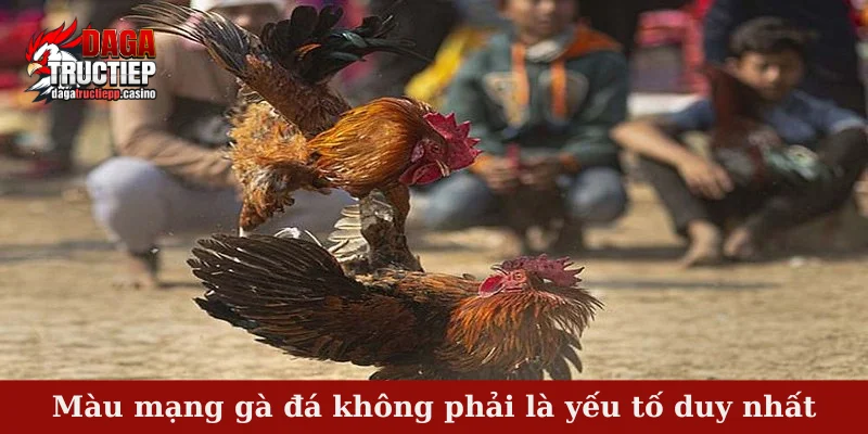Màu Mạng Gà Đá Và Bí Quyết Chọn Chiến Kê Hợp Ngũ Hành 4 Màu mạng gà đá không phải là yếu tố duy nhất