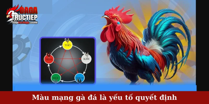 Màu Mạng Gà Đá Và Bí Quyết Chọn Chiến Kê Hợp Ngũ Hành 2 Màu mạng gà đá là yếu tố quyết định