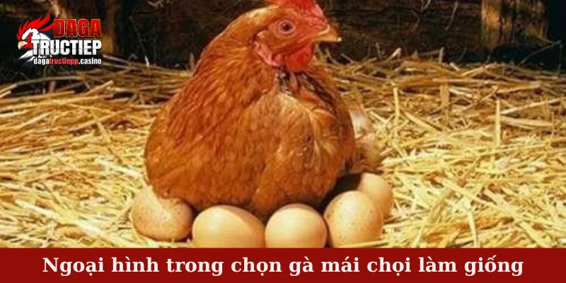 Chọn gà mái chọi làm giống - 4 mẹo nhỏ dành cho bạn 3 Ngoại hình trong chọn gà mái chọi làm giống