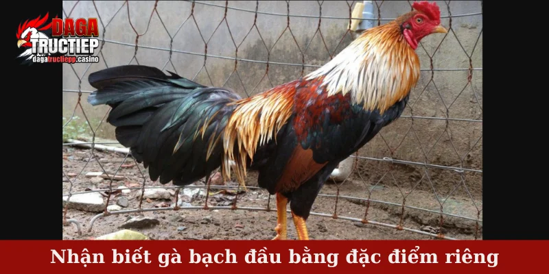 Gà Bạch Đầu – Dòng Chiến Kê Trắng Đầu Hiếm Có Tại Việt Nam 3 Nhận biết gà bạch đầu bằng đặc điểm riêng