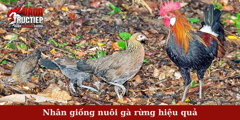 Nhân giống nuôi gà rừng hiệu quả