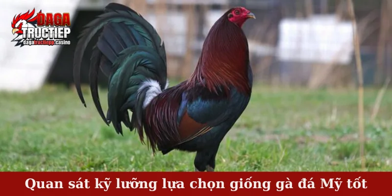 Quan sát kỹ lưỡng lựa chọn giống gà đá Mỹ tốt