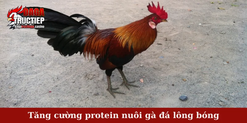Nuôi gà đá lông bóng - Kỹ thuật đảm bảo lông mượt, óng ả 2 Tăng cường protein nuôi gà đá lông bóng