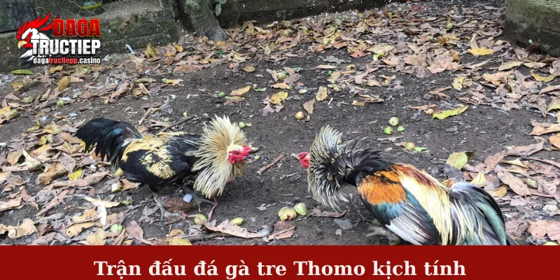 Trận đấu đá gà tre Thomo kịch tính
