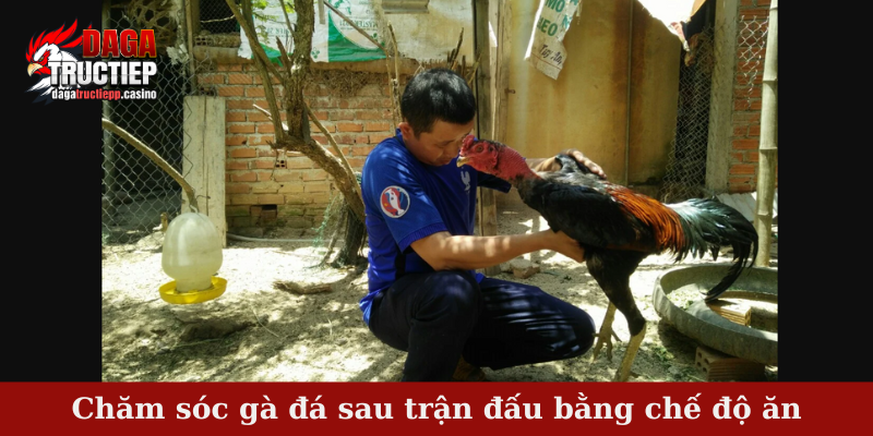 Phương pháp chăm sóc gà đá sau trận đấu bằng chế độ ăn