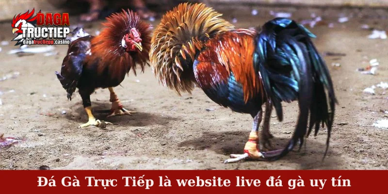 Giới thiệu đá gà trực tiếp casino là website live đá gà uy tín