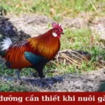 Dinh dưỡng cần thiết khi nuôi gà rừng