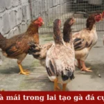 Gà mái trong lai tạo gà đá cựa
