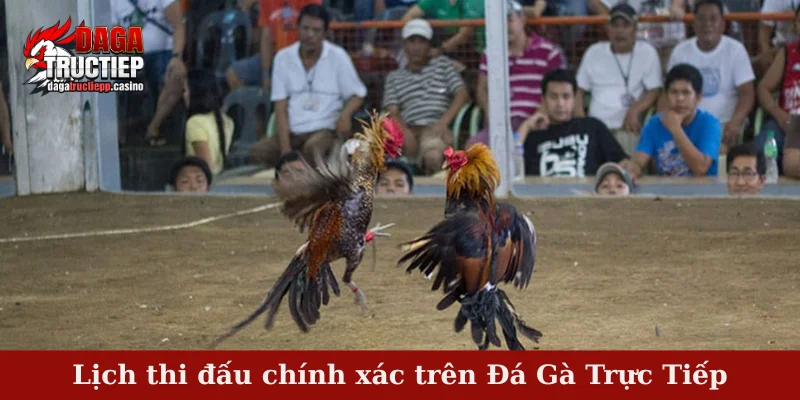 Lịch thi đấu chính xác trong giới thiệu đá gà trực tiếp casino