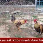Nuôi gà đá cựa sắt khỏe mạnh đảm bảo thắng lớn