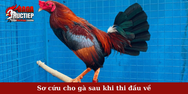 Phương pháp chăm sóc sơ cứu cho gà sau khi thi đấu về