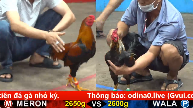 Trận 25 Bồ gà cpc 5 ngày 29/08/2025 - Gà Bướm máy đâm Mỹ Tho 1 2025 08 29 14 28