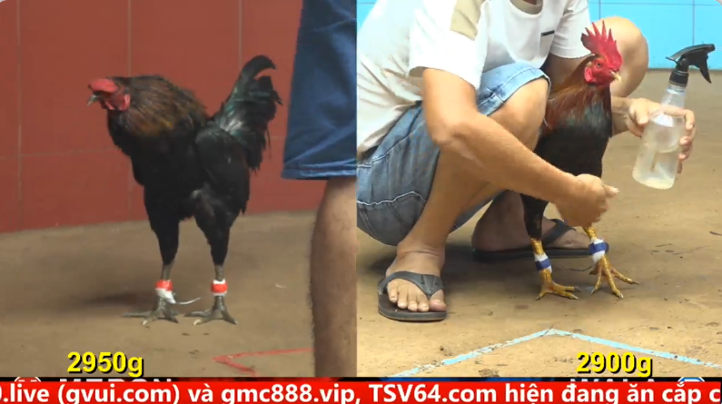Trận 23 trực tiếp bồ gà cpc 4 ngày 26/09/2025 - Gà Xám Chú Lũy Campuchia đâm toàn vào mu đối thủ té tại chỗ 1 4 10