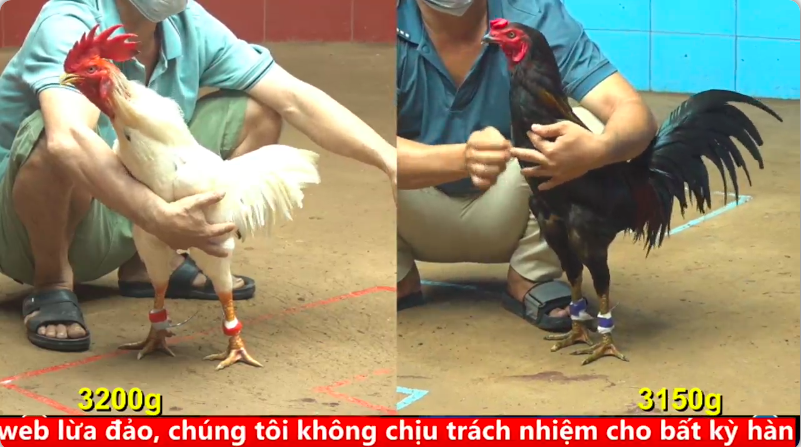 Trận 25 trực tiếp bồ gà cpc 4 ngày 30/09/2025 - Cặp gà bướm ăn miếng trả miếng quá đẳng cấp 1 4 11