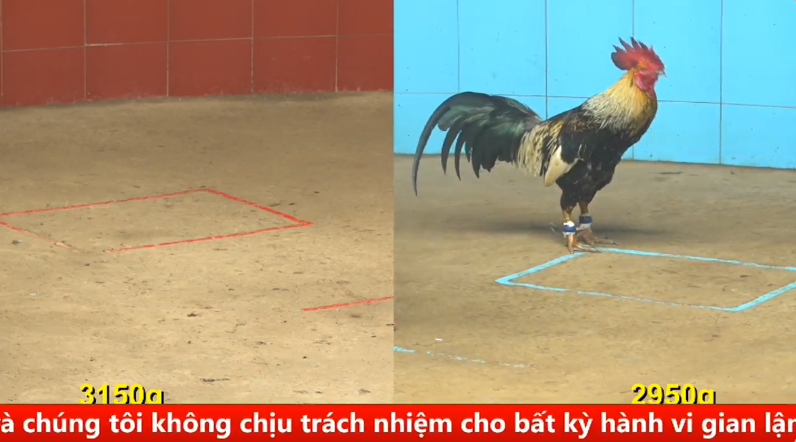 Trận 21 Bồ Gà CPC4 Ngày 09/09/2025 - Bướm Việt Lai đá gà Úa tan nát cho biết ai là chủ sân chơi 1 4 2