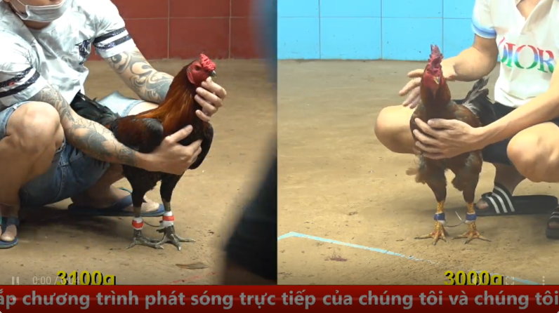 Trận 28 trực tiếp bồ gà c4 ngày 11/09/2025 - Anh Duyên Ti vs anh Dũng Sài Gòn xổ 50 1 4 3