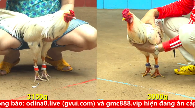 Trân 26 trực tiếp bồ gà cpc4 ngày 18/09/2025 - Gà Điều bo lớn như lực sĩ của anh Kem Vĩnh Châu 1 4 6