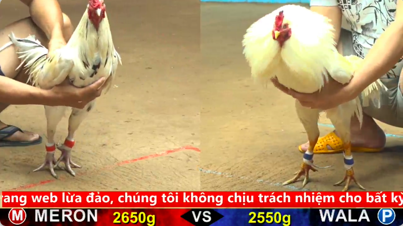 Trận 2 trực tiếp bồ gà cpc 4 ngày 23/09/2025 - Gà Điều mồng vua có lối đá bình tĩnh lật kèo không tưởng 1 4 7