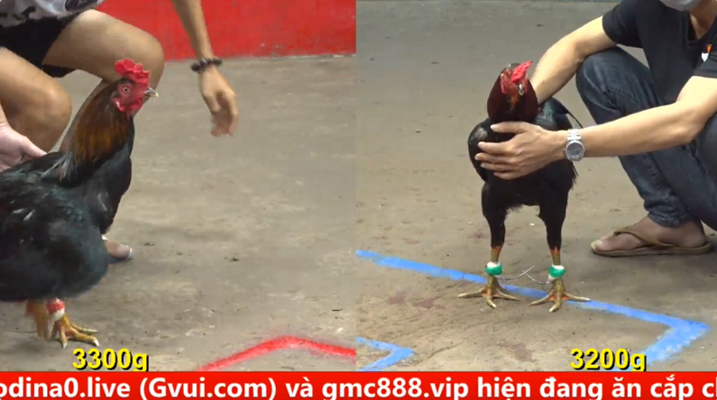 Trận 10 Bồ Gà CPC5 Ngày 09/09/2025 - Anh Dũng Bảo Lộc vs anh Khoa Bé 1 5 2