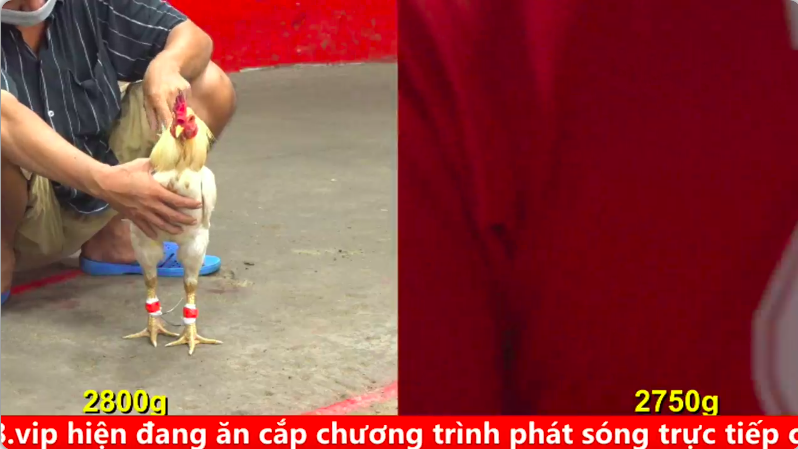 Trận 7 Cpc 5 03/09/2025 - Gà anh Bảo Sting chịu đấm ăn xôi lật kèo quá hay 1 cpc 5 1