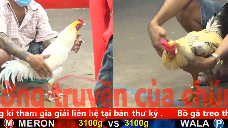 Trận 27 trực tiếp bồ gà tonhon ngày 13/11/2025 - Anh Bảo Sting vs anh Nhã Vĩnh Long đồng xổ 40 1 CPC5 13 11 2025
