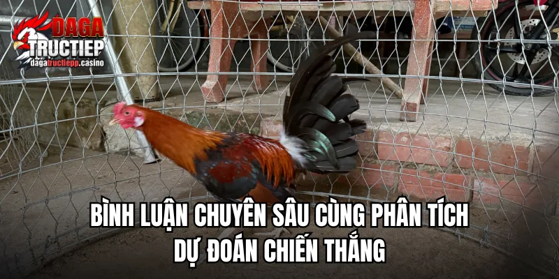 Đá Gà Trực Tiếp ÉC🎖️ Link Livestream Full HD - Chân Gà Xả Tắc 9/2026 5 Những lưu ý khi xem đá gà trực tiếp cho mượt