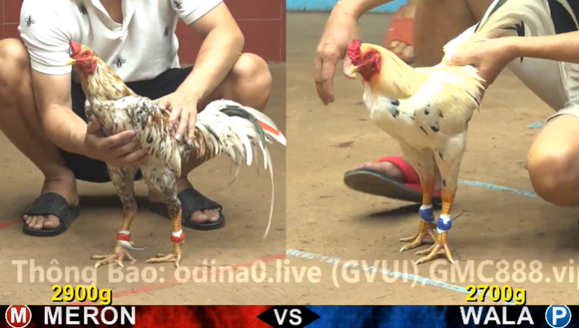 cpc555555555