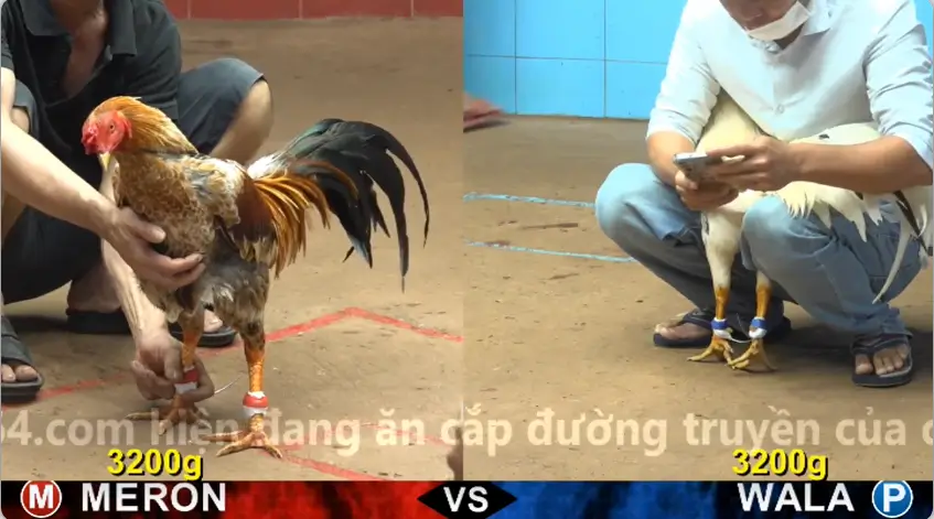 xem clip da ga truc tiep cpc4 thomo 21 05 2026