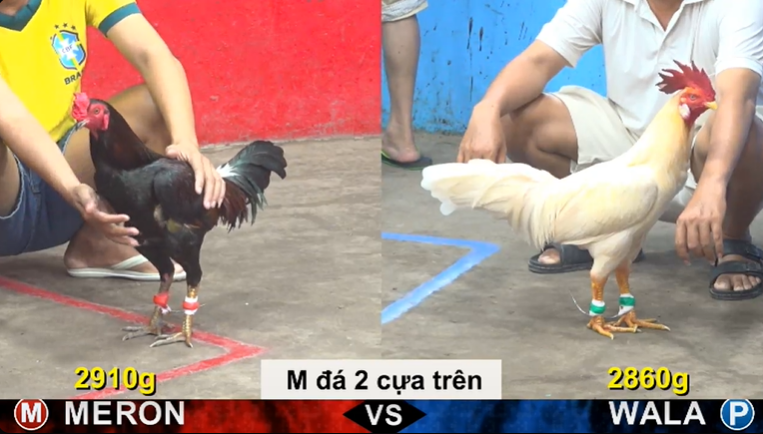 full clip da ga truc tiep cpc5 thomo ngay 26 07 2026