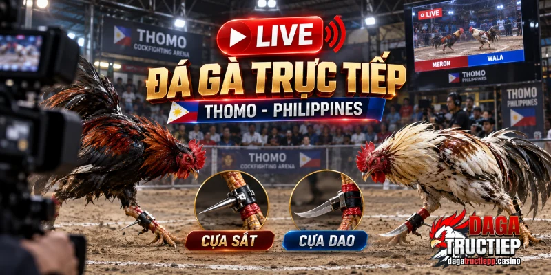 Đá Gà Trực Tiếp ÉC🎖️ Link Livestream Full HD - Chân Gà Xả Tắc 9/2026 3 Đá gà trực tiếp Thomo và Philippines, cựa sắt và cựa dao.