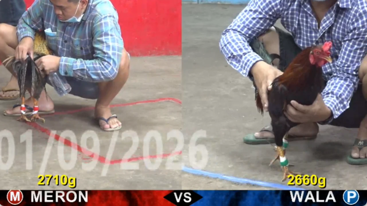full clip da ga truc tiep cpc5 thomo ngay 02 09 2026
